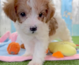 Yorkie Poo Puppies For Sale Simply Southern Pups